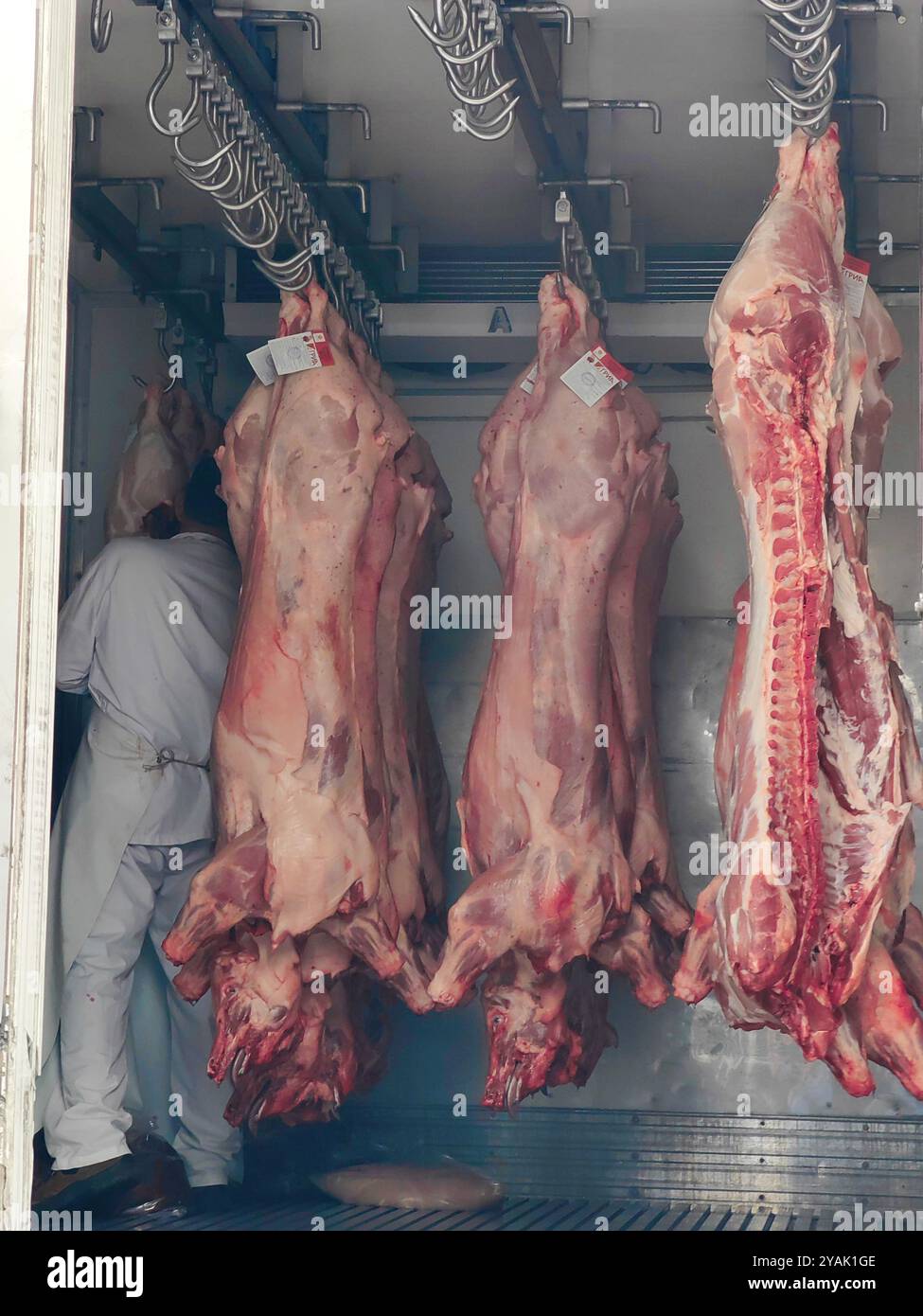Macellaio al lavoro: Uomo che maneggia carne di maiale su ganci all'interno del camion della carne. Foto Stock