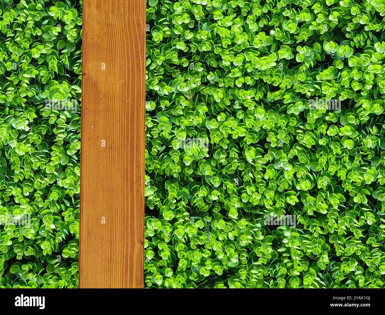 Semplicità verticale: Plank in legno con sfondo verde Foto Stock