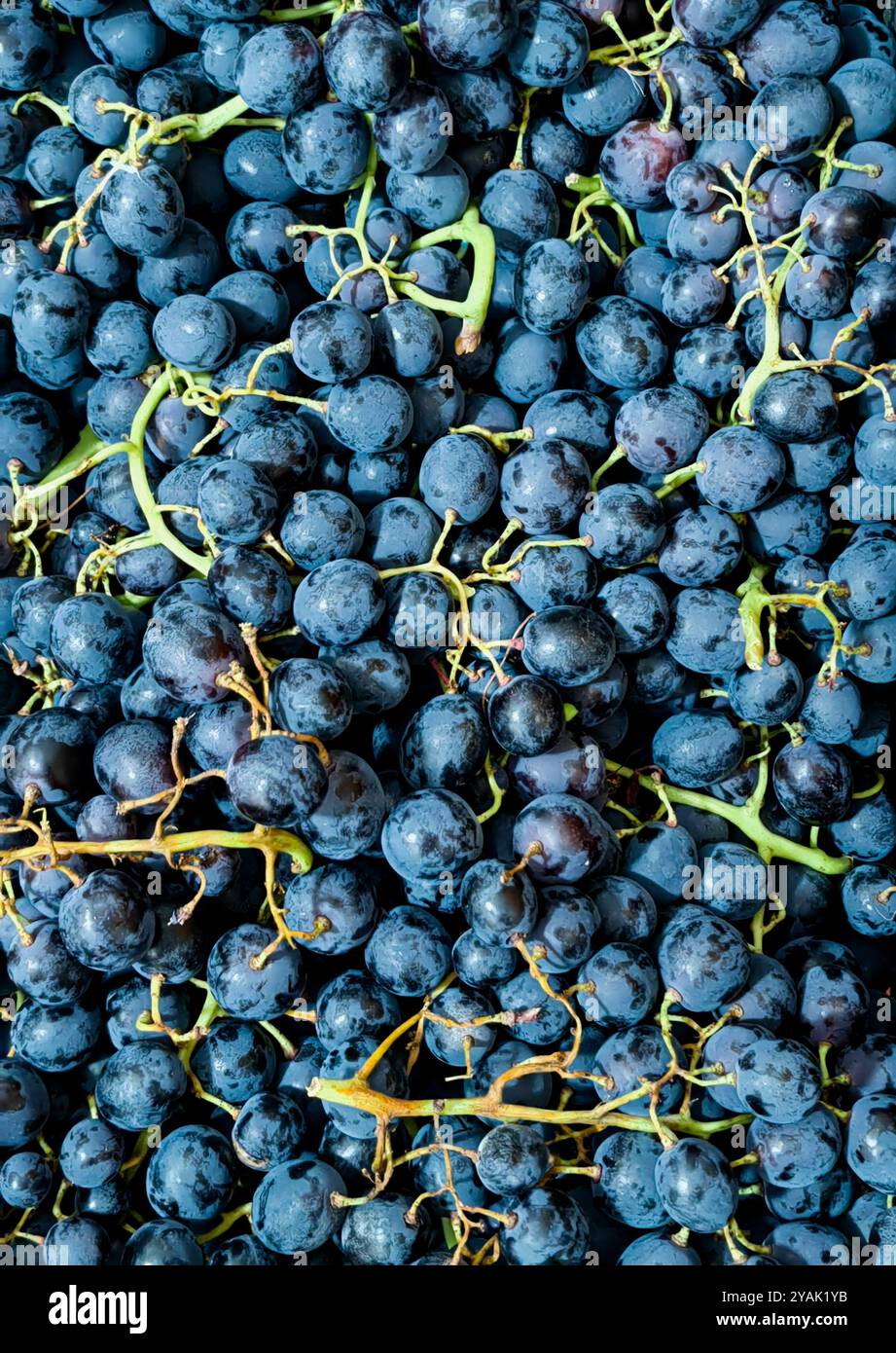 Vendemmia abbondante: Uva blu biologica succosa in abbondanza nella natura Foto Stock