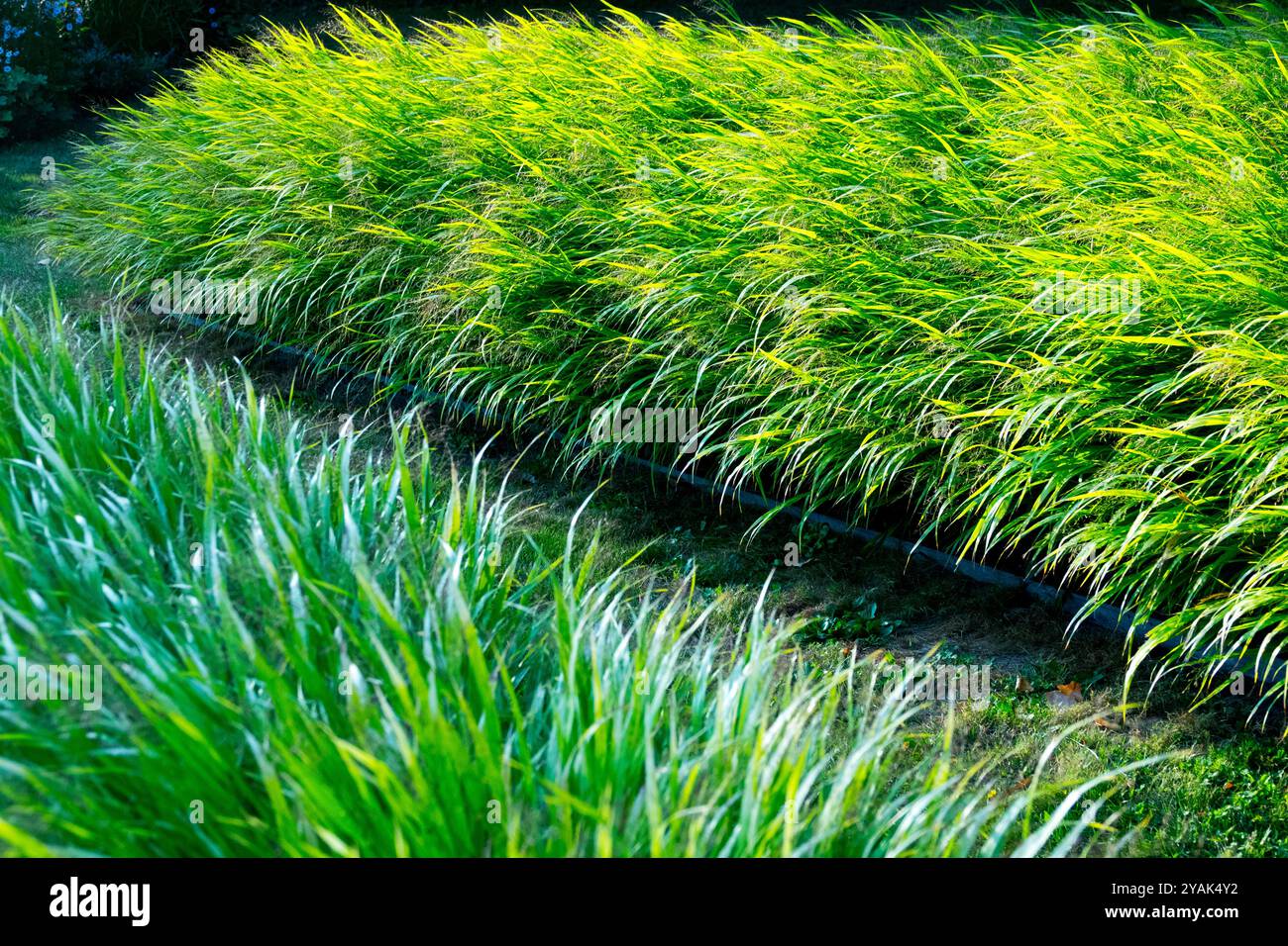 Sentiero di confine dell'erba della foresta giapponese Hakonechloa macra Hakone Foto Stock