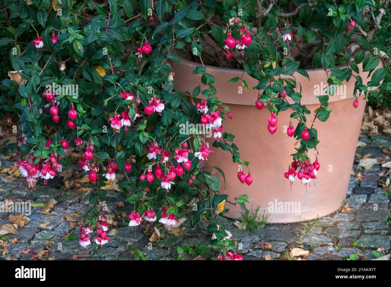 Hardy Fuchsia a Pot Garden Foto Stock