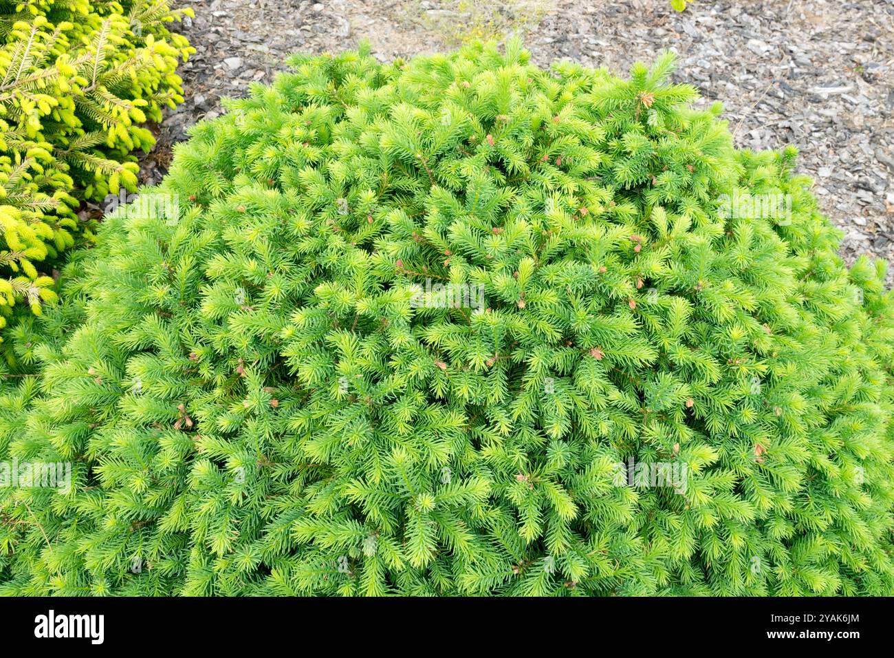 Norvegia Spruce Picea abies 'Gregoryana' Compact Spherical Dwarf Foto Stock