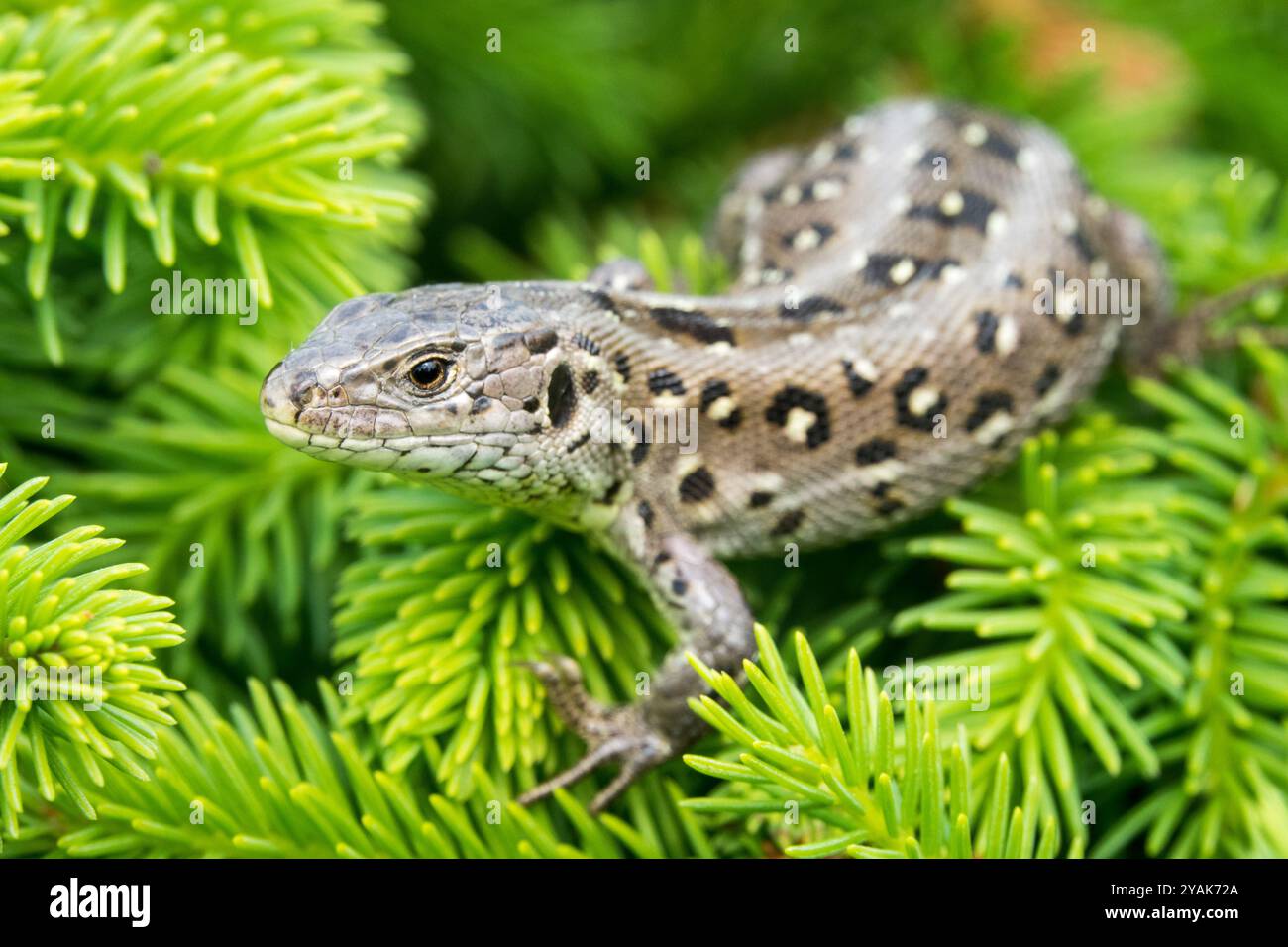 Lucertola di sabbia, Basking, femmina, Lacerta agilis, motivo, Skin, rettile, Animal Closeup Czech Republic Europe Sand Lizard Lacerta agilis female close Foto Stock