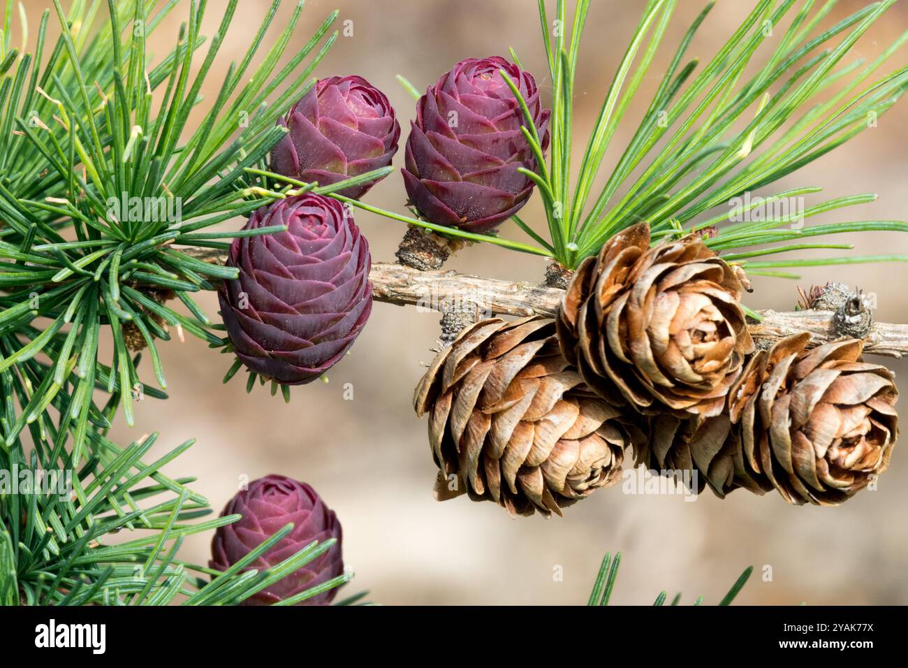 Coni di Larch giapponesi Larix kaempferi dettaglio primo piano Foto Stock