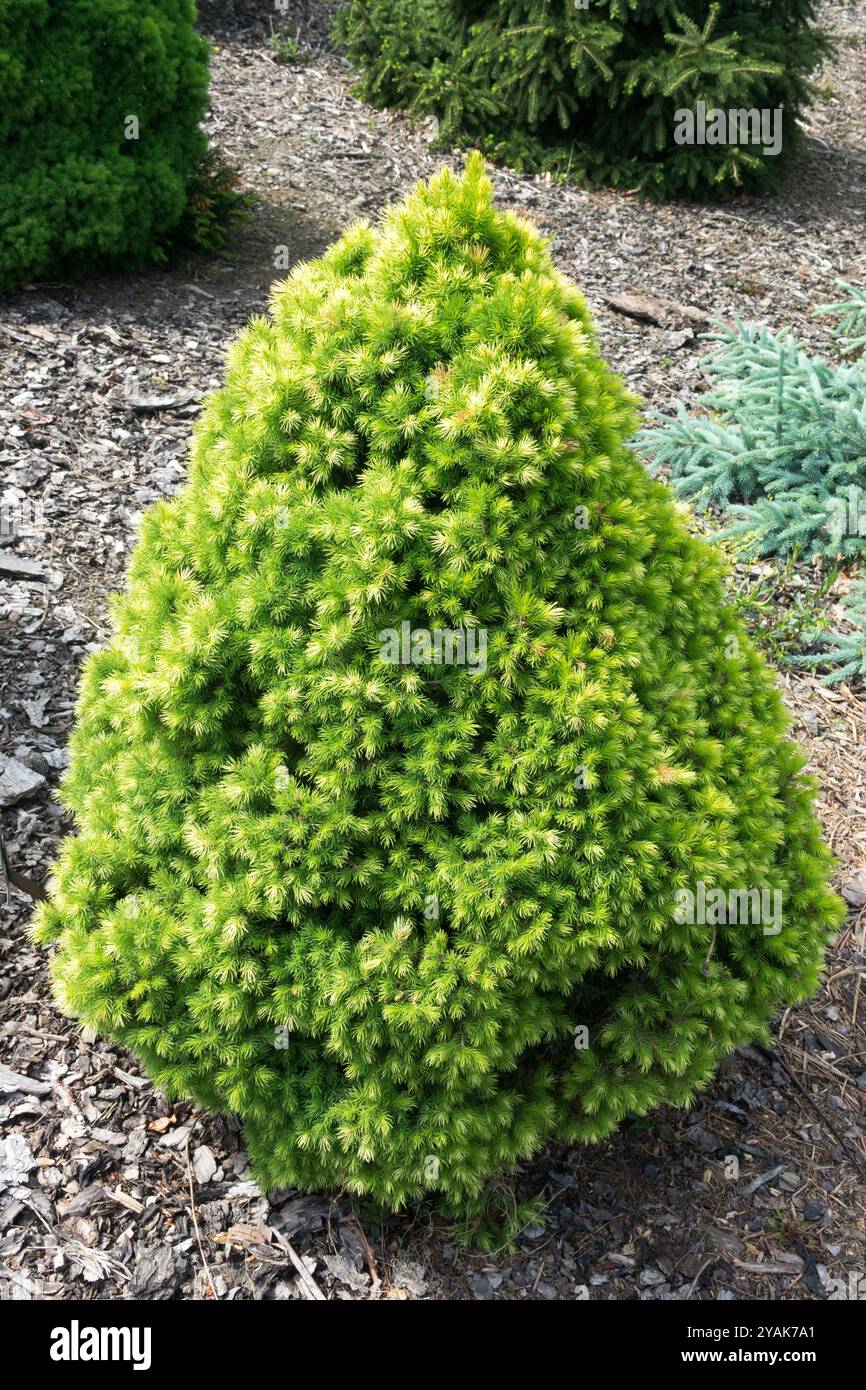 Alberta Spruce Picea glauca var. Albertiana J. W. Daisys bianco forma conica compatta nana Foto Stock