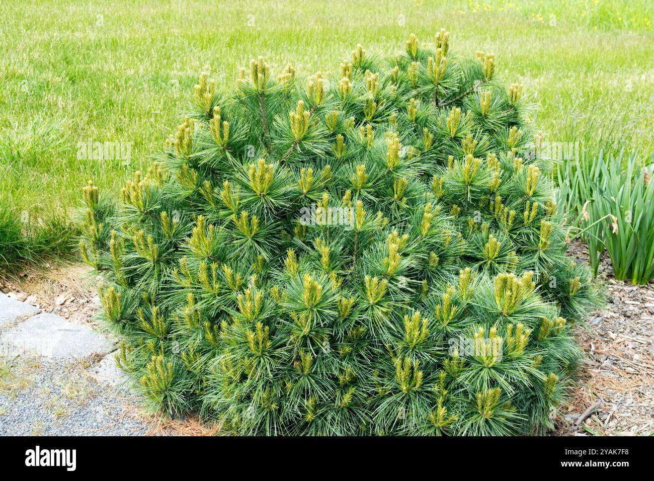 Pinus strobus 'Rezek', pianta da giardino, pianta a forma di albero, crescita, Conifer coniferous Gymnosperm Foto Stock