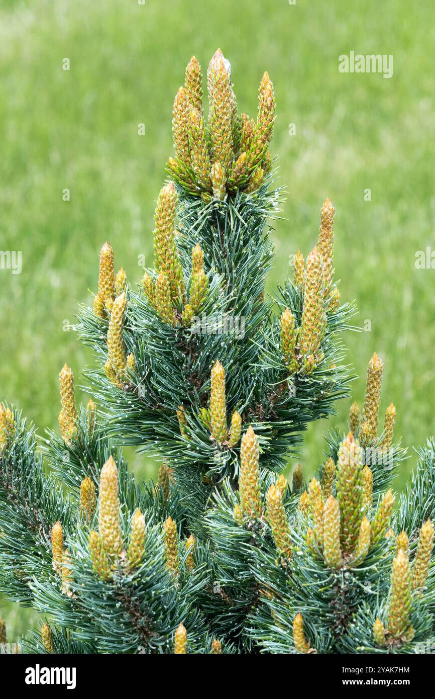 Rocky Mountain Bristlecone Pine Pinus aristata Loveland Foto Stock