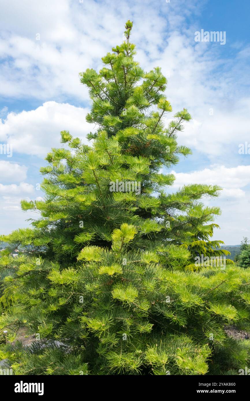 White Fir Tree Abies concolor "Wintergold" Foto Stock