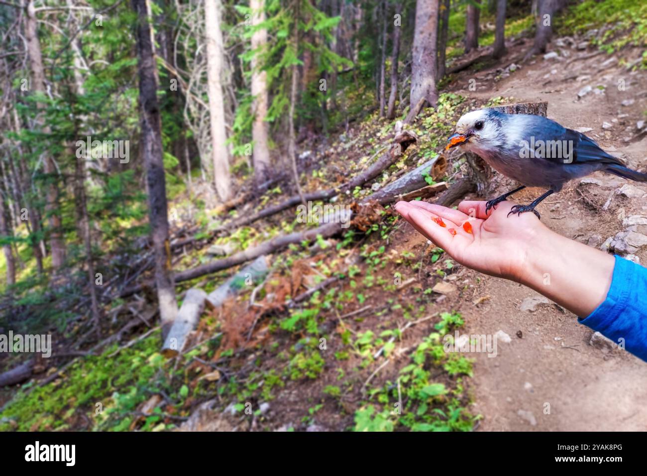 Macro primo piano di donna donna donna che dà da mangiare frutta dalla palma alla grigia o Canada jay nella foresta di pini del Colorado con deposito di uccelli Foto Stock
