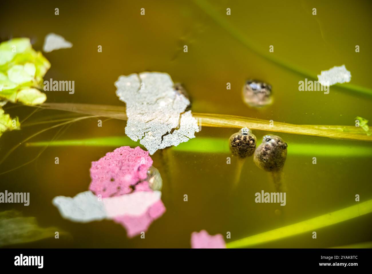 I tadpole della rana di Treefrog nuotano, mangiano nutrendosi di foglie di lattuga verde e pesci sottili fiocchi sul macro piano della superficie dell'acquario dello stagno Foto Stock