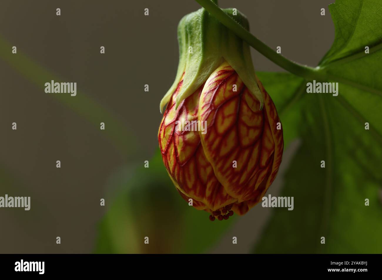 Foto macro del fiore di un albero delle Lanterne cinesi che inizia a scomparire, con uno sfondo sfocato Foto Stock