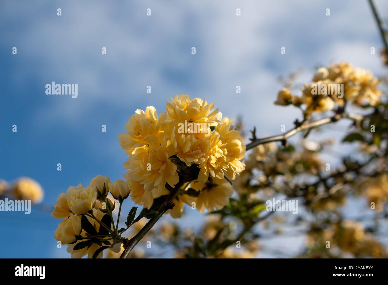 Dettaglio di rose gialle, che crescono nella natura. Madeira, Portogallo Foto Stock