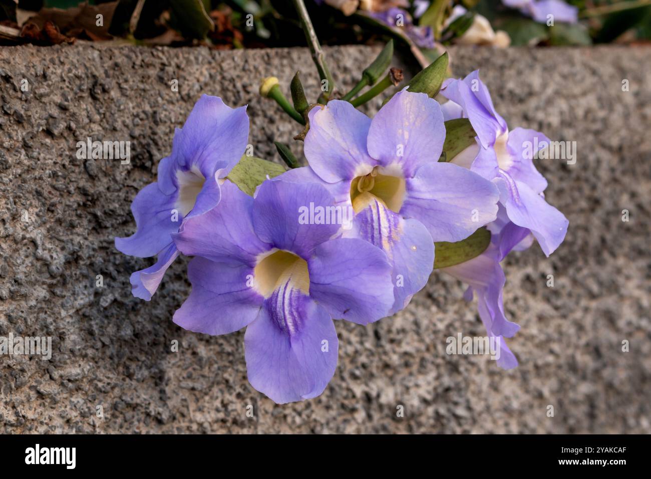 Dettaglio dei fiori viola della Thunbergia, che crescono nella natura. Madeira, Portogallo Foto Stock