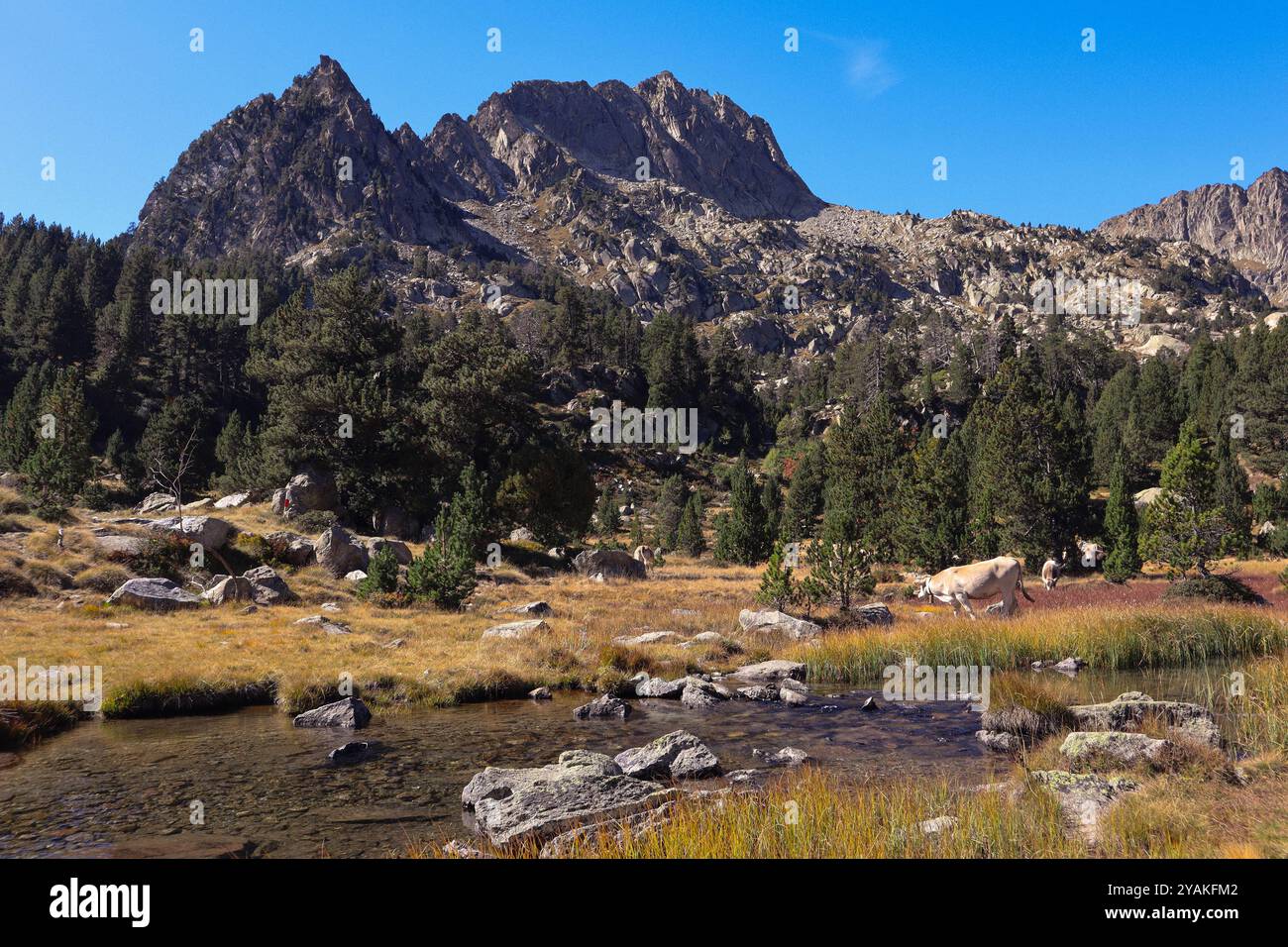 Un torrente di montagna nel Parco Nazionale di Aigüestortes, con mucche che pascolano in un campo e i Pirenei spagnoli sullo sfondo Foto Stock