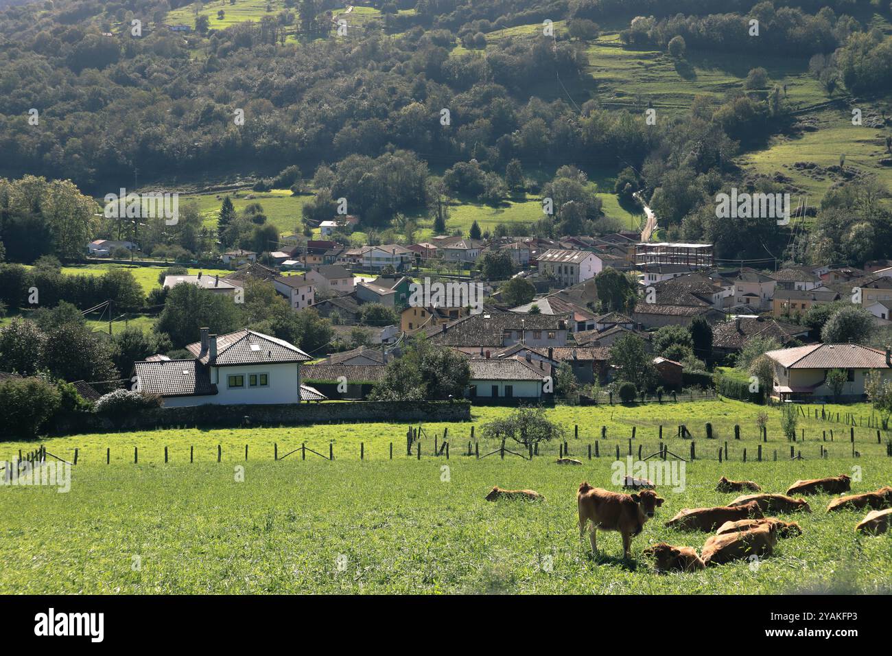 Mucche in un campo verde, circondate da colline ondulate e un tranquillo villaggio spagnolo Benia de Onís, nelle Asturie, Spagna. Foto Stock