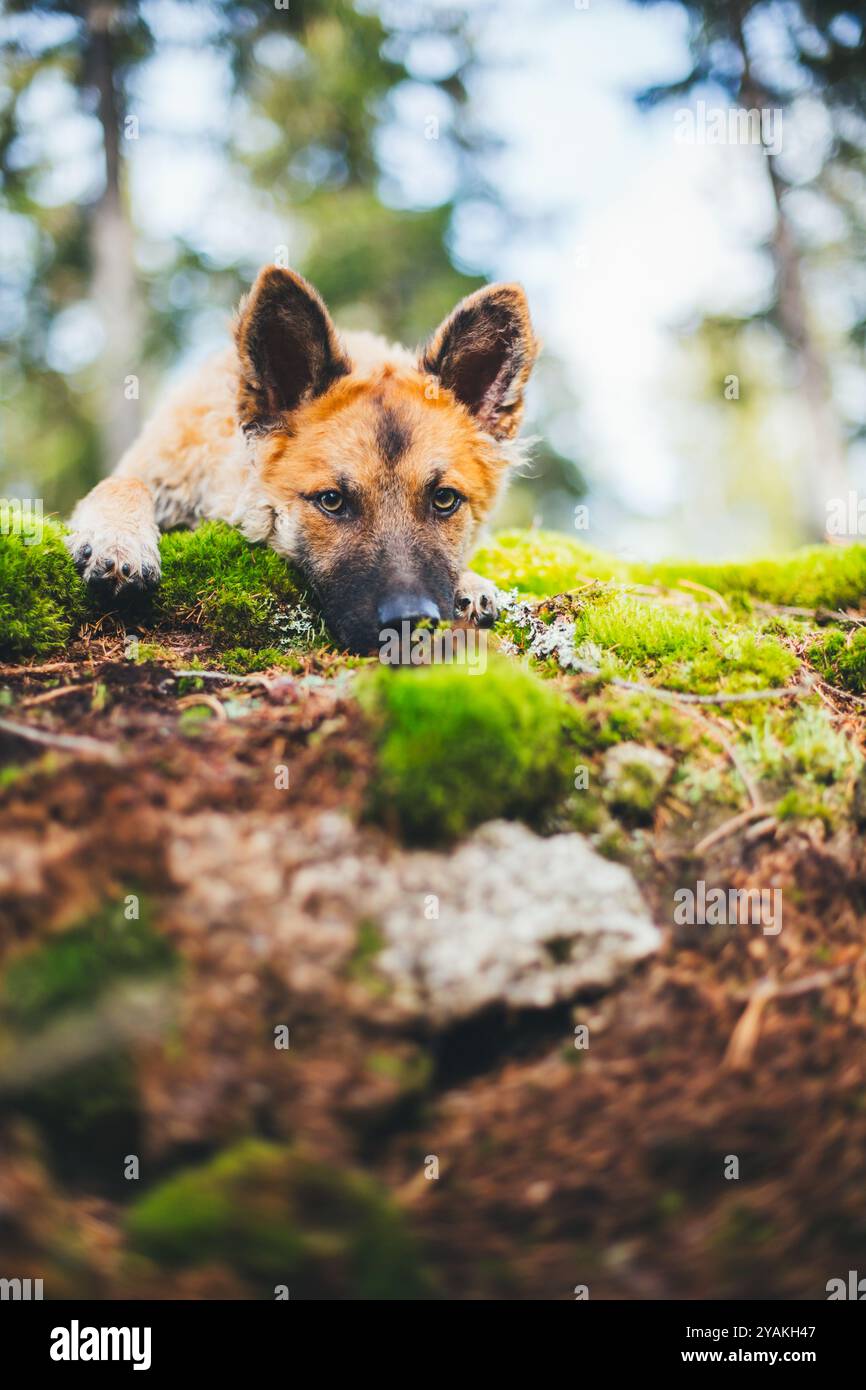 Vecchio cane da pastore tedesco (Westerwälder Kuhhund) Foto Stock