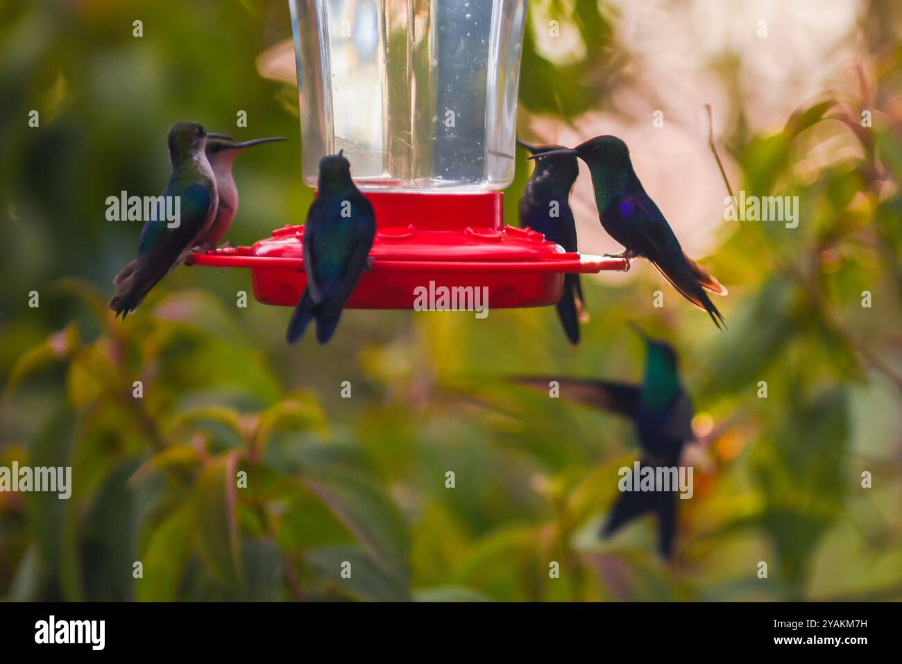 Avvistamento di Hummingbird nella Sierra Nevada de Santa Marta, Colombia Foto Stock