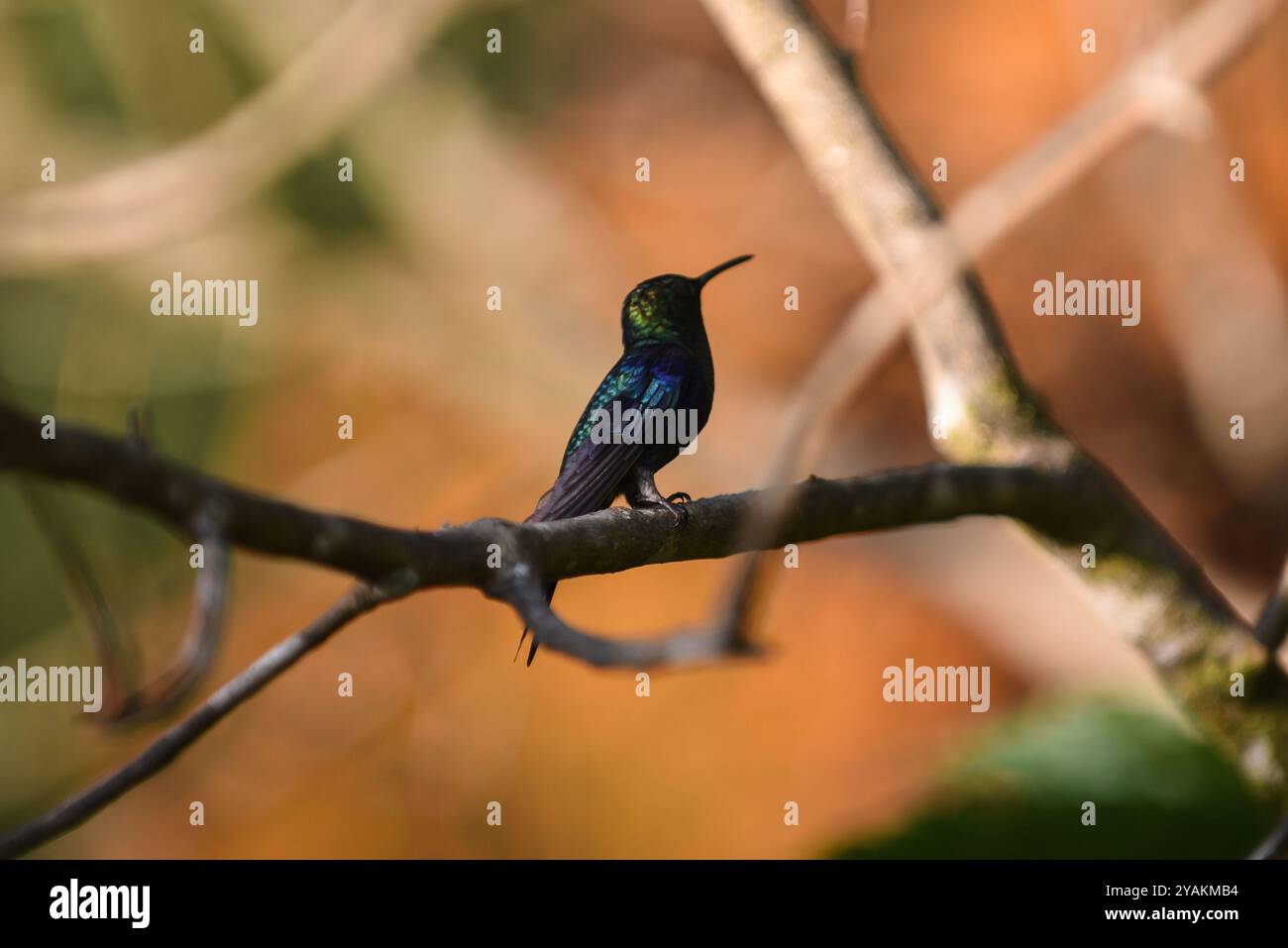 Hummingbird nella Sierra Nevada de Santa Marta, Colombia Foto Stock