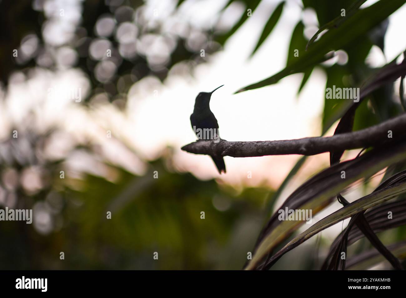 Hummingbird nella Sierra Nevada de Santa Marta, Colombia Foto Stock