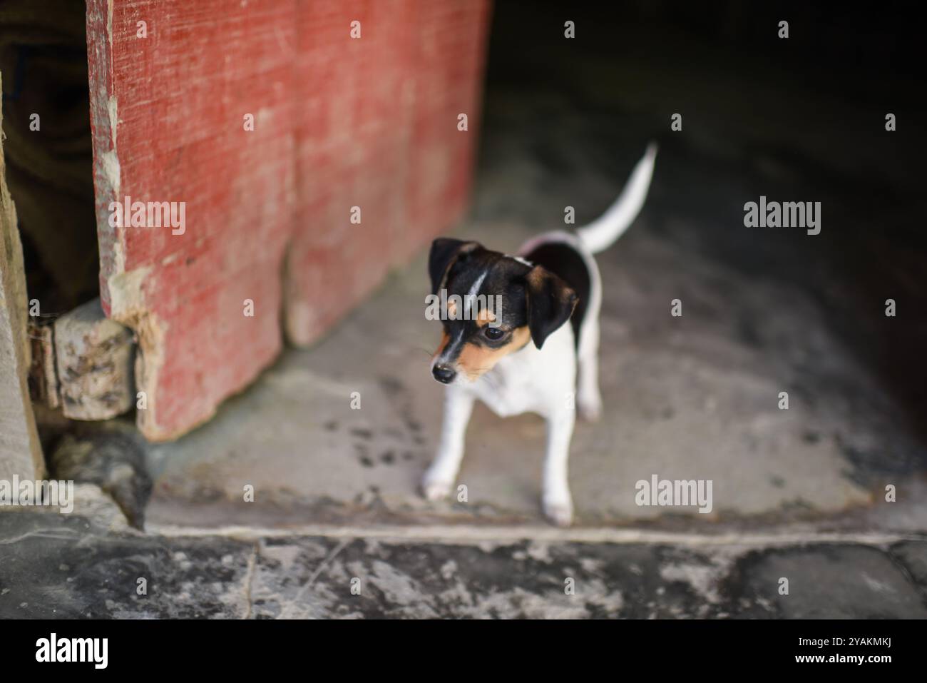 Carino piccolo cane nell'ingresso della casa rurale, Colombia Foto Stock