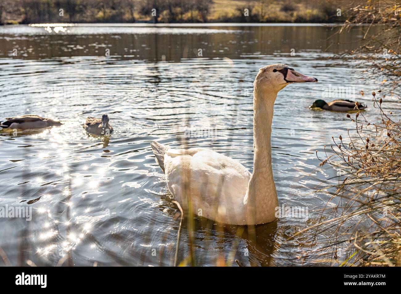 Lainzer Tiergarten, Lainzer Animal Garden, Hermes Villa Foto Stock