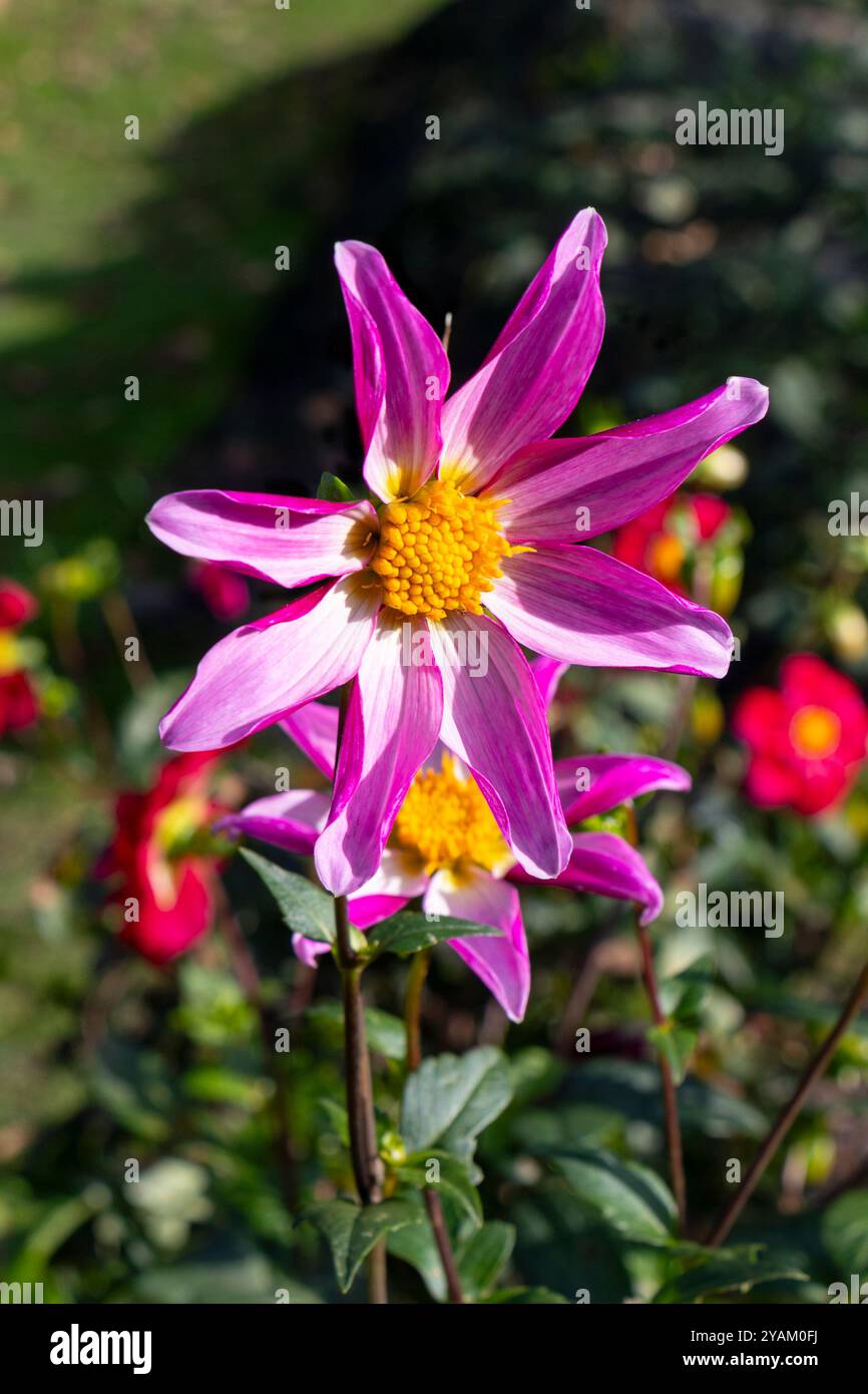Vista ravvicinata della vivace rosa dahlia dahlia Honka Rose - Fiore Rosa Cartwheel con centri gialli luminosi in una sala da crook con giardino illuminato dal sole Foto Stock