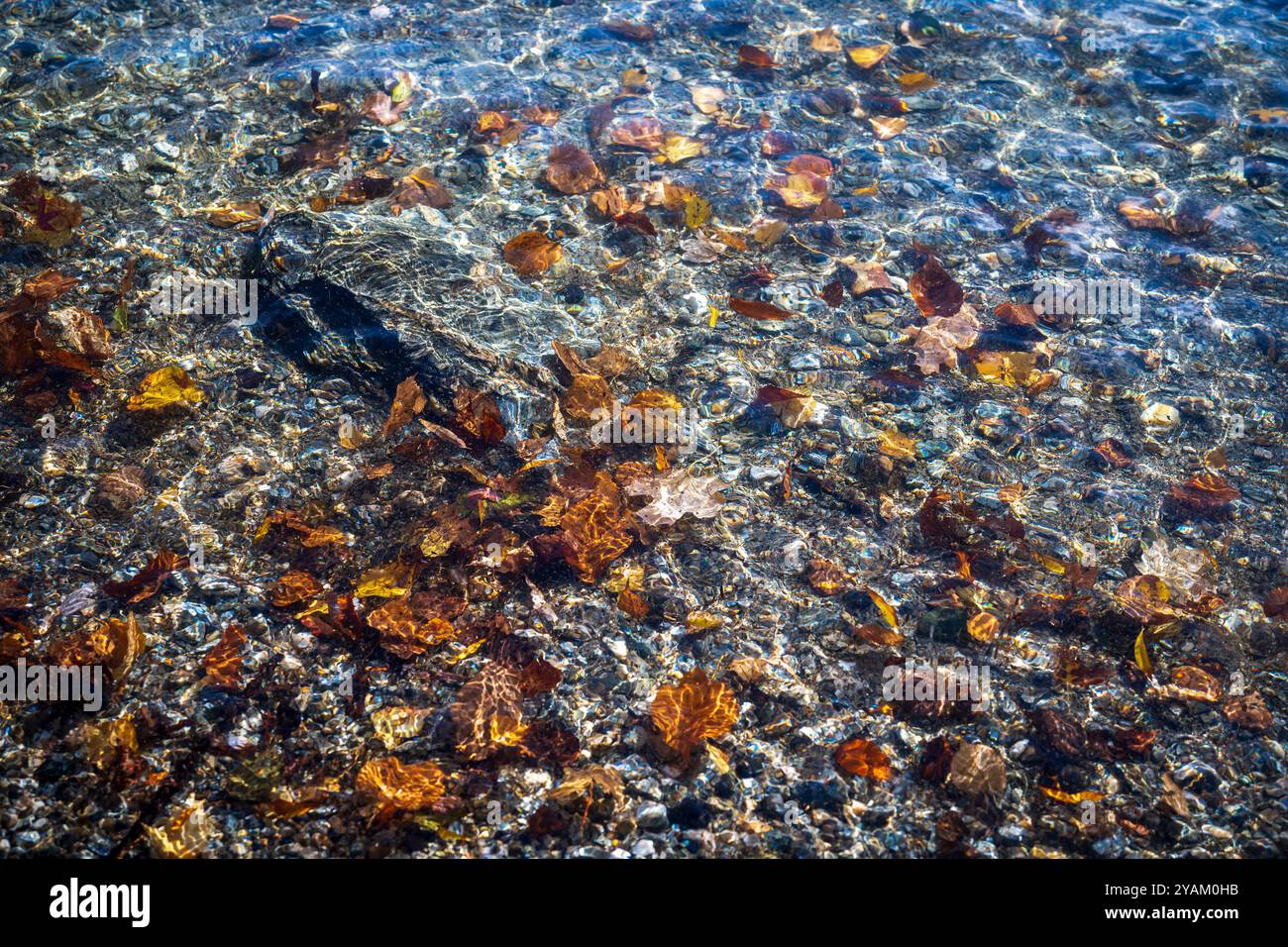 Primo piano di acque limpide in un lago durante l'autunno a Queenstown, nuova Zelanda: Le foglie di alberi caduti e le rocce sul fondo possono essere facilmente individuate. Foto Stock