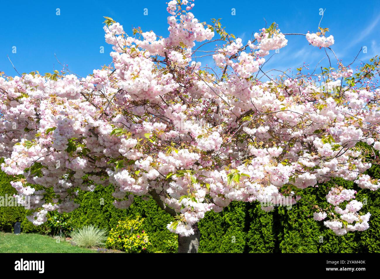 Fiore di ciliegio giapponese (Prunis serrulata), Huntsbury, Christchurch (Ōtautahi), Canterbury, nuova Zelanda Foto Stock