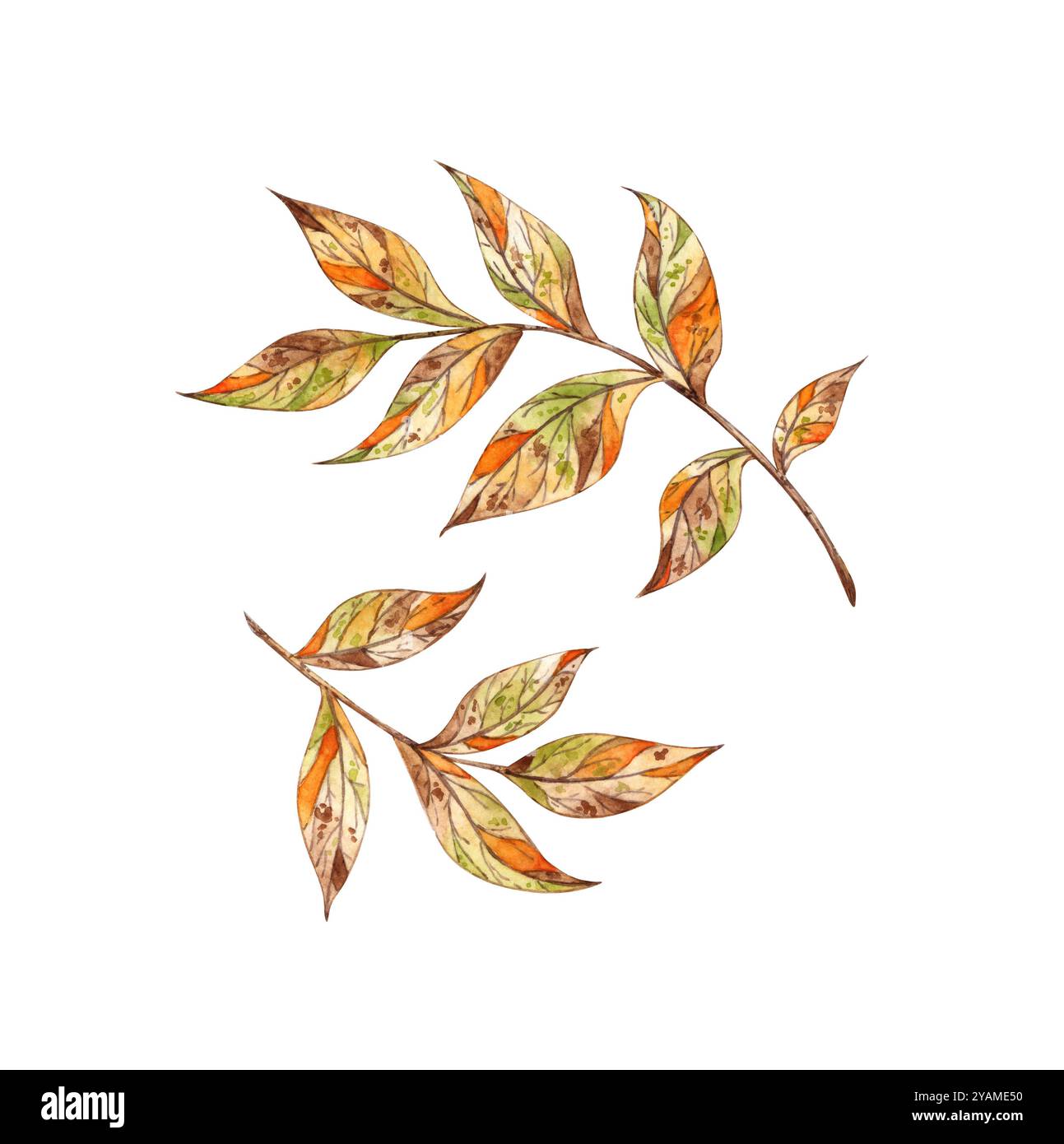 Foglie autunnali su una serie di disegni ad acquerello nei colori marrone, arancione, giallo e verde. Decorazione botanica per il Ringraziamento, Halloween, Foto Stock