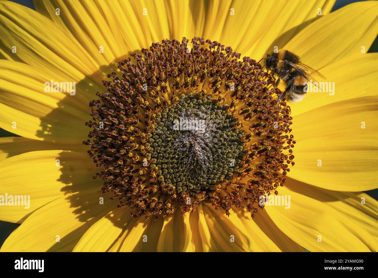 Vista ravvicinata di un girasole (Helianthus annuus) con un'ape al centro del fiore, Copenaghen, Danimarca, Europa Foto Stock