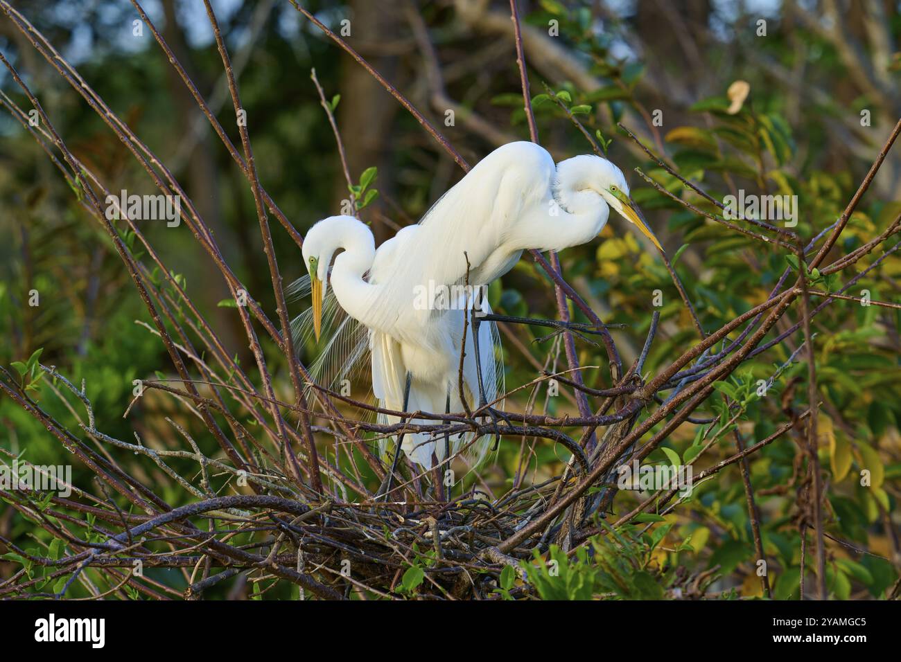 Due grandi egrette (Ardea alba), in nido, primavera, Wakodahatchee Wetlands, Delray Beach, Florida, Stati Uniti, Nord America Foto Stock