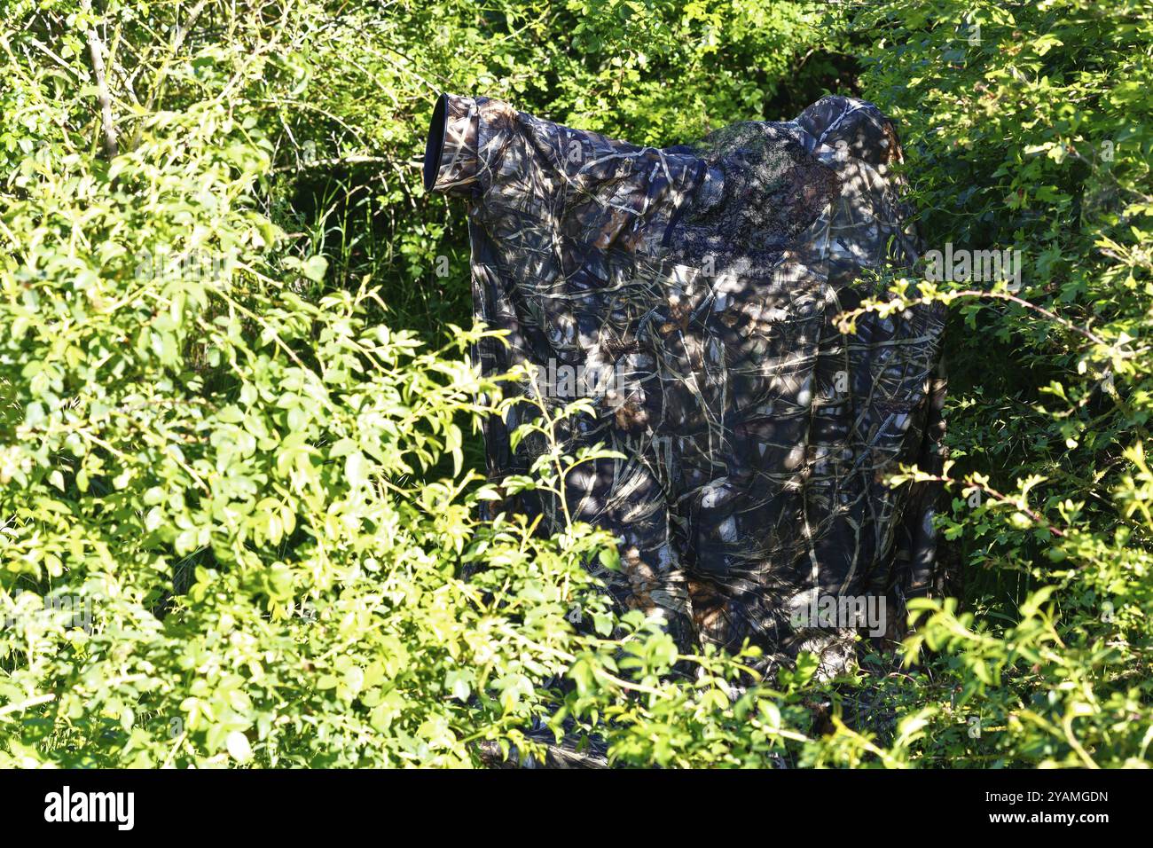 Fotografo naturalistico in camuffamento al lavoro, rete mimetica in un fitto bosco circondato da vegetazione verde che lo integra naturalmente, Salzlandkreis e Sax Foto Stock