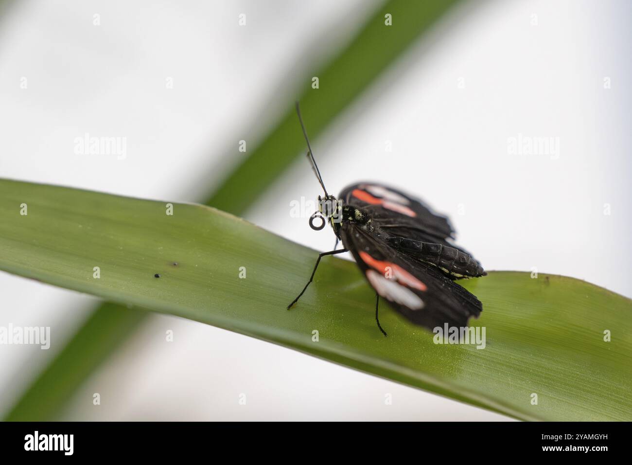 Farfalla postino (Heliconius erato) che riposa su una foglia verde, Casa delle farfalle, Giardino Botanico o Botanisk hanno, Università di Copenaghen, Danimarca, E. Foto Stock
