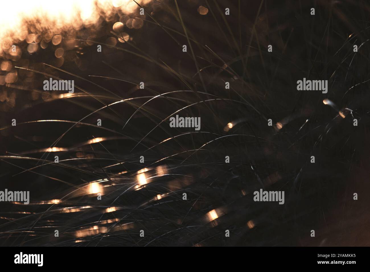 Erba tra le dune al tramonto, parco nazionale, Jutland rurale, Danimarca Foto Stock