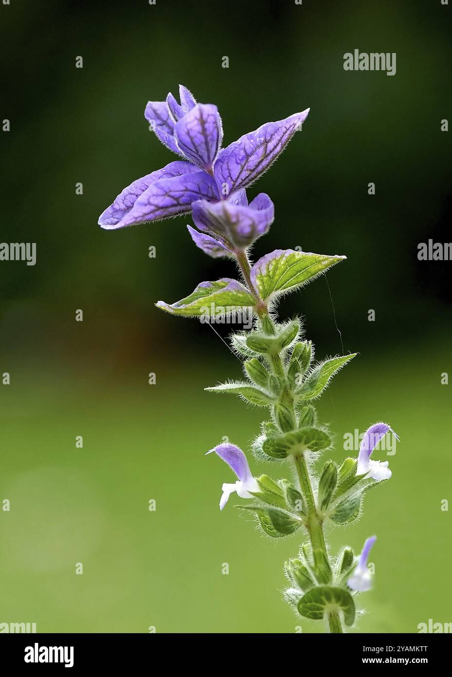 Il salvia viola fiorisce su uno sfondo scuro Foto Stock