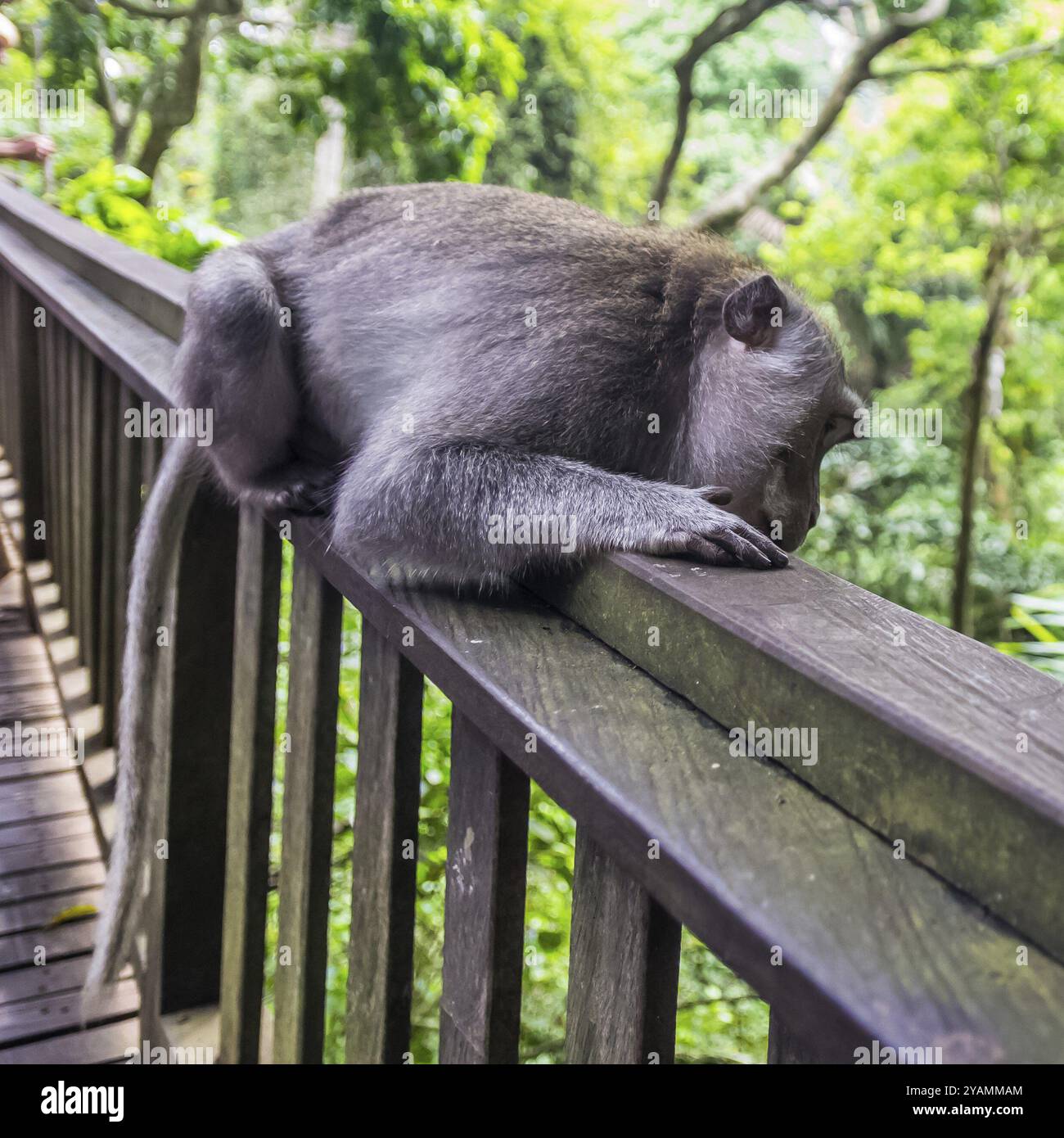 Riposo delle scimmie selvatiche nel parco sacro della foresta delle scimmie, Ubud, Bali, Indonesia, Asia Foto Stock