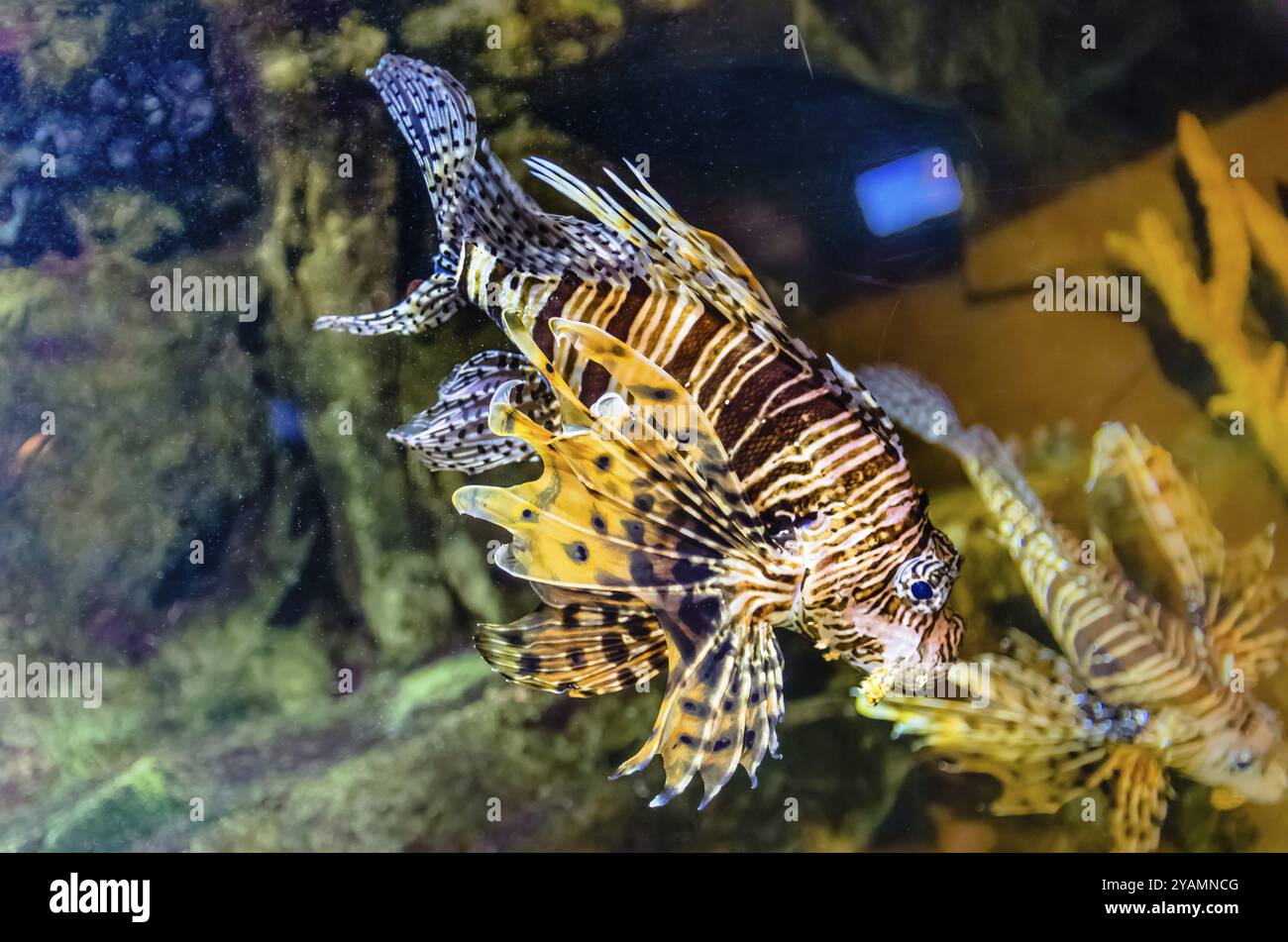 Pesce leone. Pesci esotici nell'acquario. Molto pericoloso nella vita reale Foto Stock