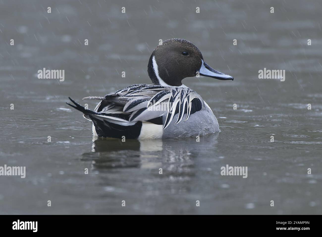 pintail settentrionale sotto la pioggia. Pintail settentrionale sotto la pioggia Foto Stock