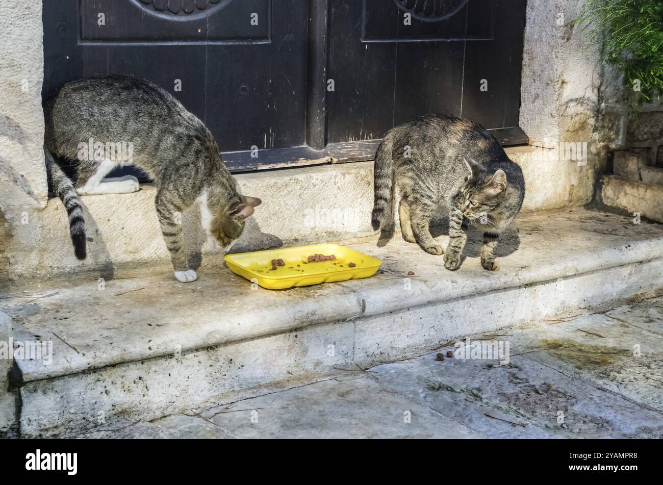 Due gatti lottano per il cibo nella vecchia città di Perast, Montenegro, Europa Foto Stock