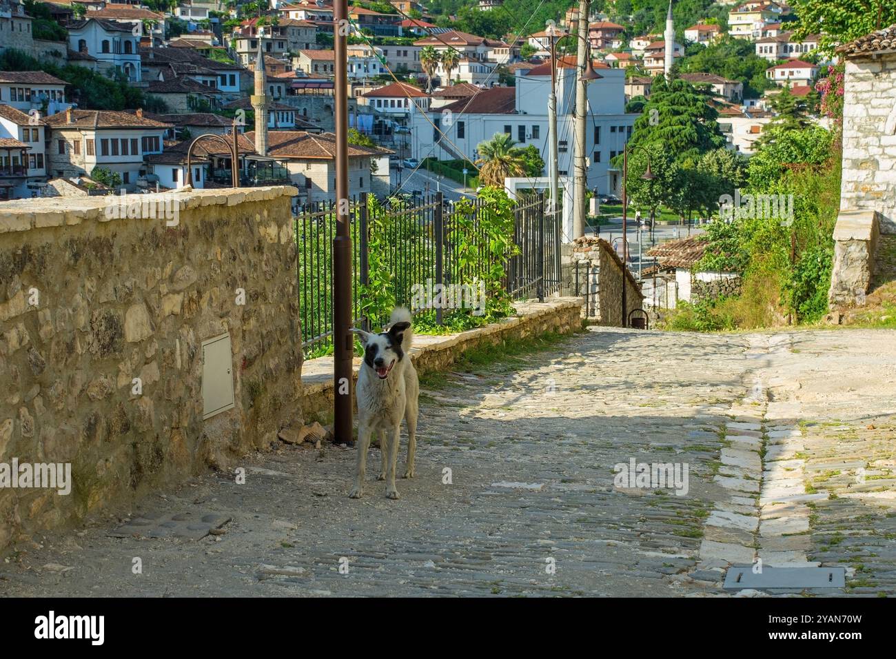 Un cane randagio senzatetto vagava per le strade nello storico quartiere Gorica di Berat in Albania. Berat è patrimonio dell'umanità dell'UNESCO, conosciuta per la sua architettura ottomana Foto Stock