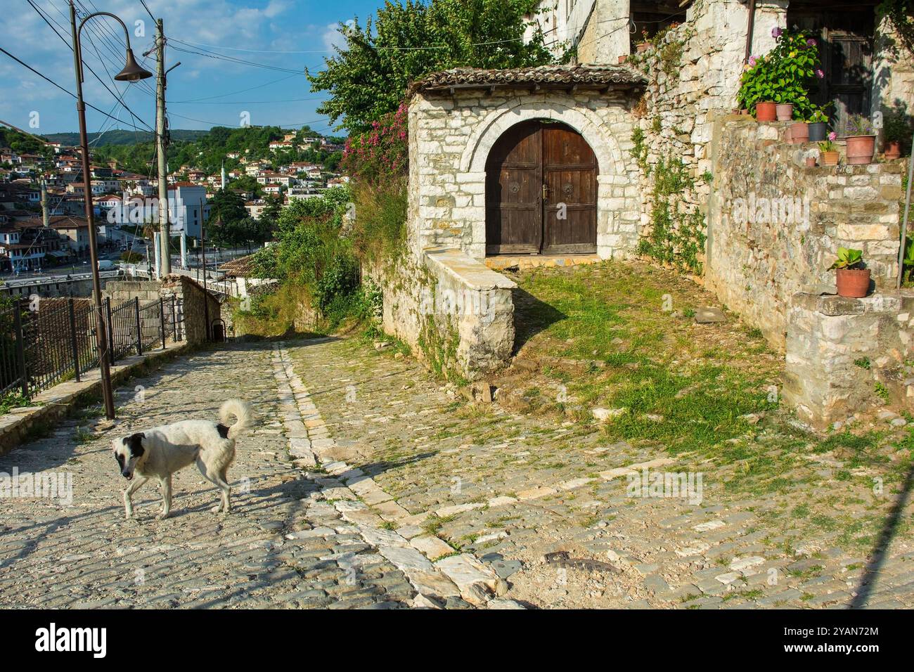 Un cane randagio senzatetto vagava per le strade nello storico quartiere Gorica di Berat in Albania. Berat è patrimonio dell'umanità dell'UNESCO, conosciuta per la sua architettura ottomana Foto Stock