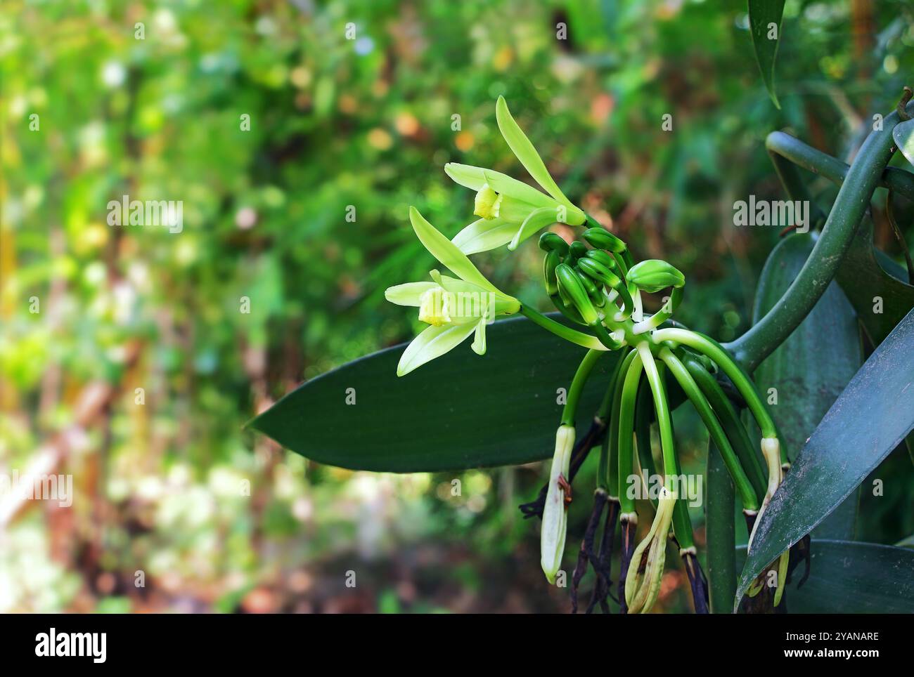 Baccelli di orchidea vaniglia, fagioli, gemme e fiori che crescono su vite vegetale del Kerala tropicale, India. Foto Stock