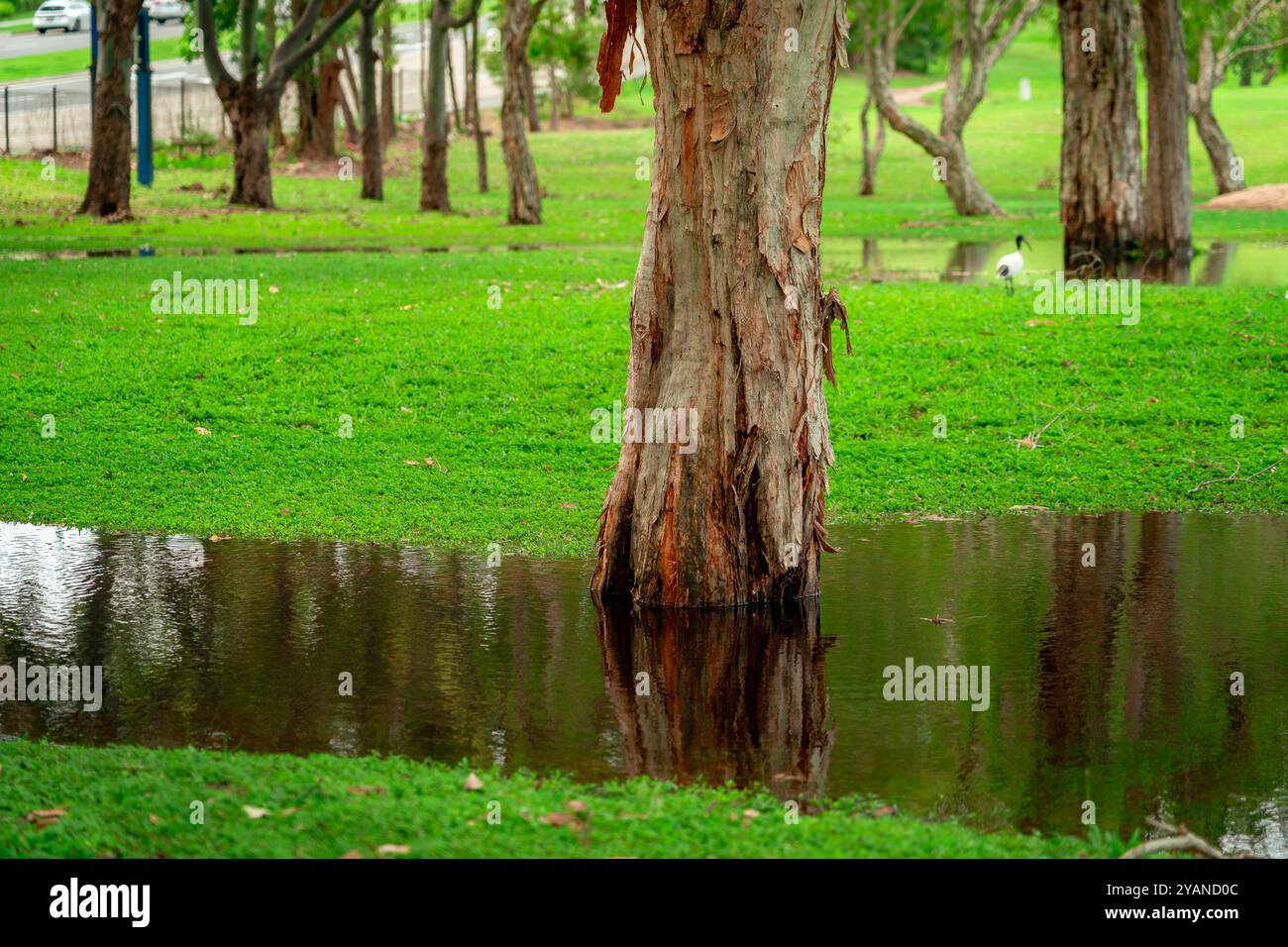 Alberi nativi australiani dopo la pioggia Foto Stock