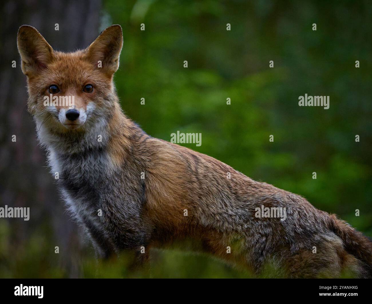 Volpe rossa (Vulpes vulpes) nei dettagli nella foresta. Ritratto della volpe rossa nella foresta. Stare in piedi e guardare il cacciatore di telecamere. Foto Stock