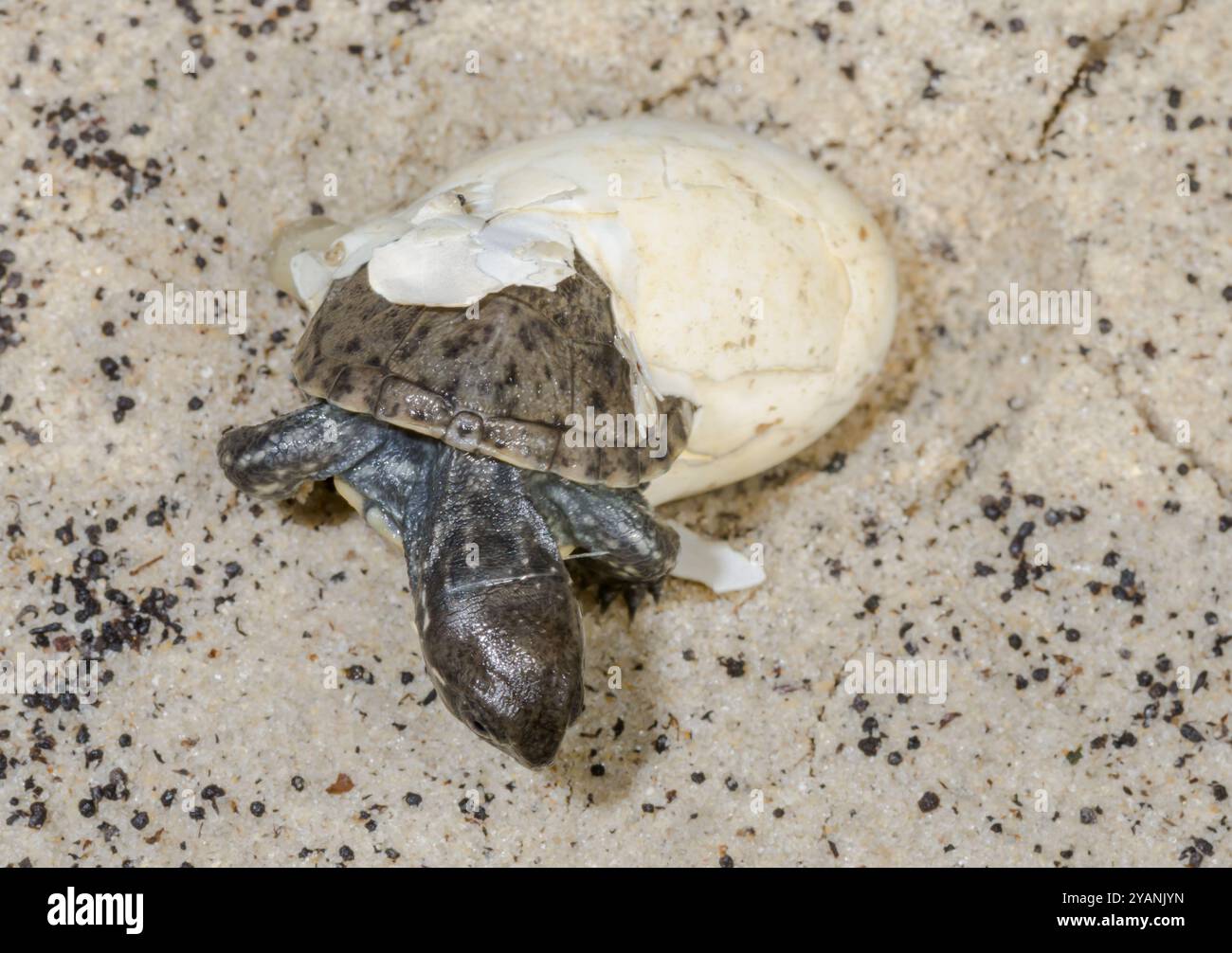 Tartaruga europea di stagno (Emys orbicularis) che si schiude dall'uovo. Sussex, Regno Unito Foto Stock