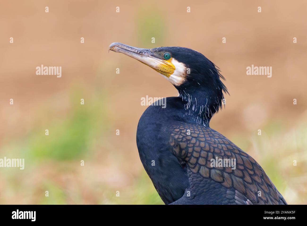Grande cormorano (Phalacrocorax carbo) primo piano con dettagli in piuma, Assia, Germania Foto Stock
