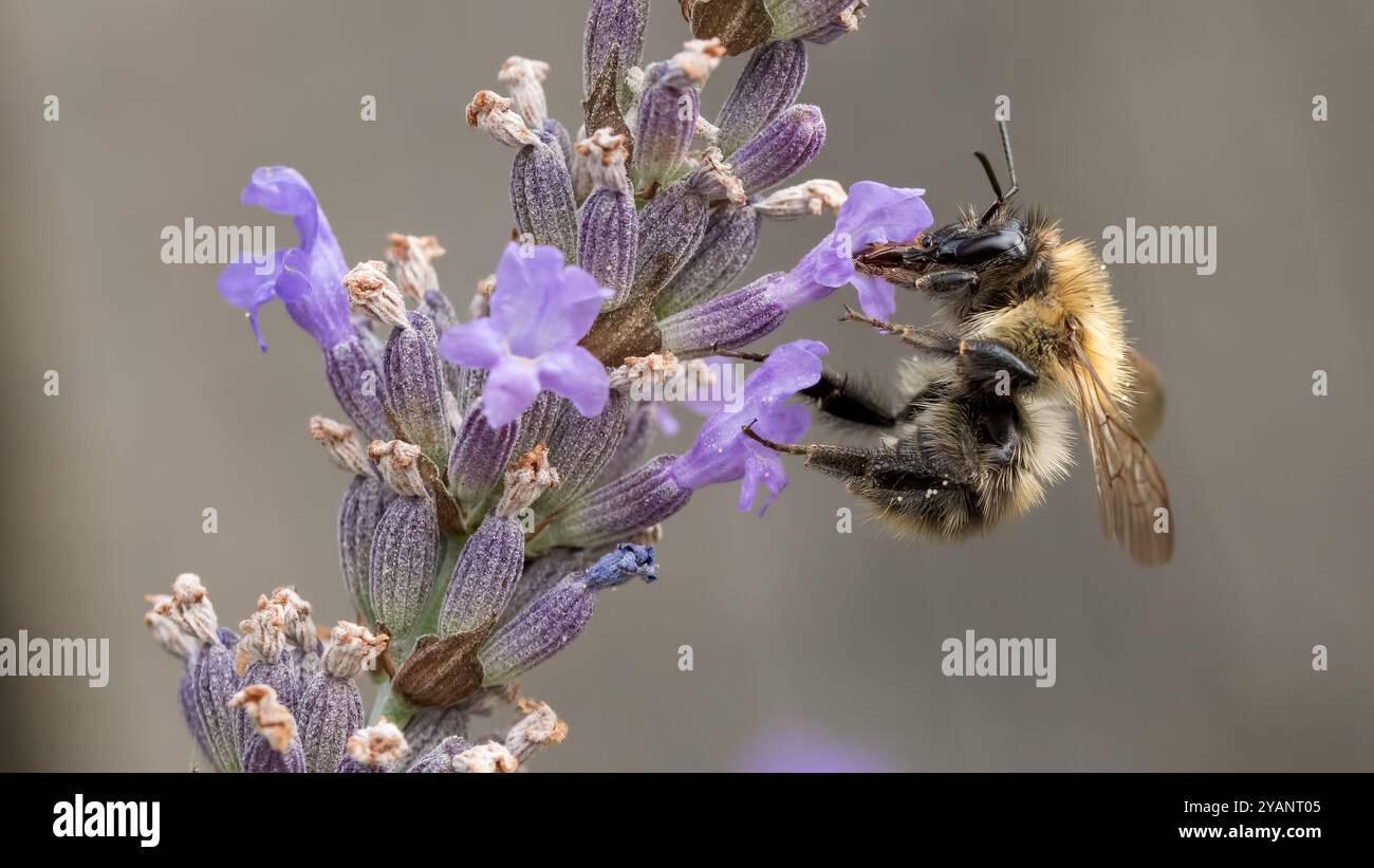 Pappa di api con punta bianca da lavanda Foto Stock