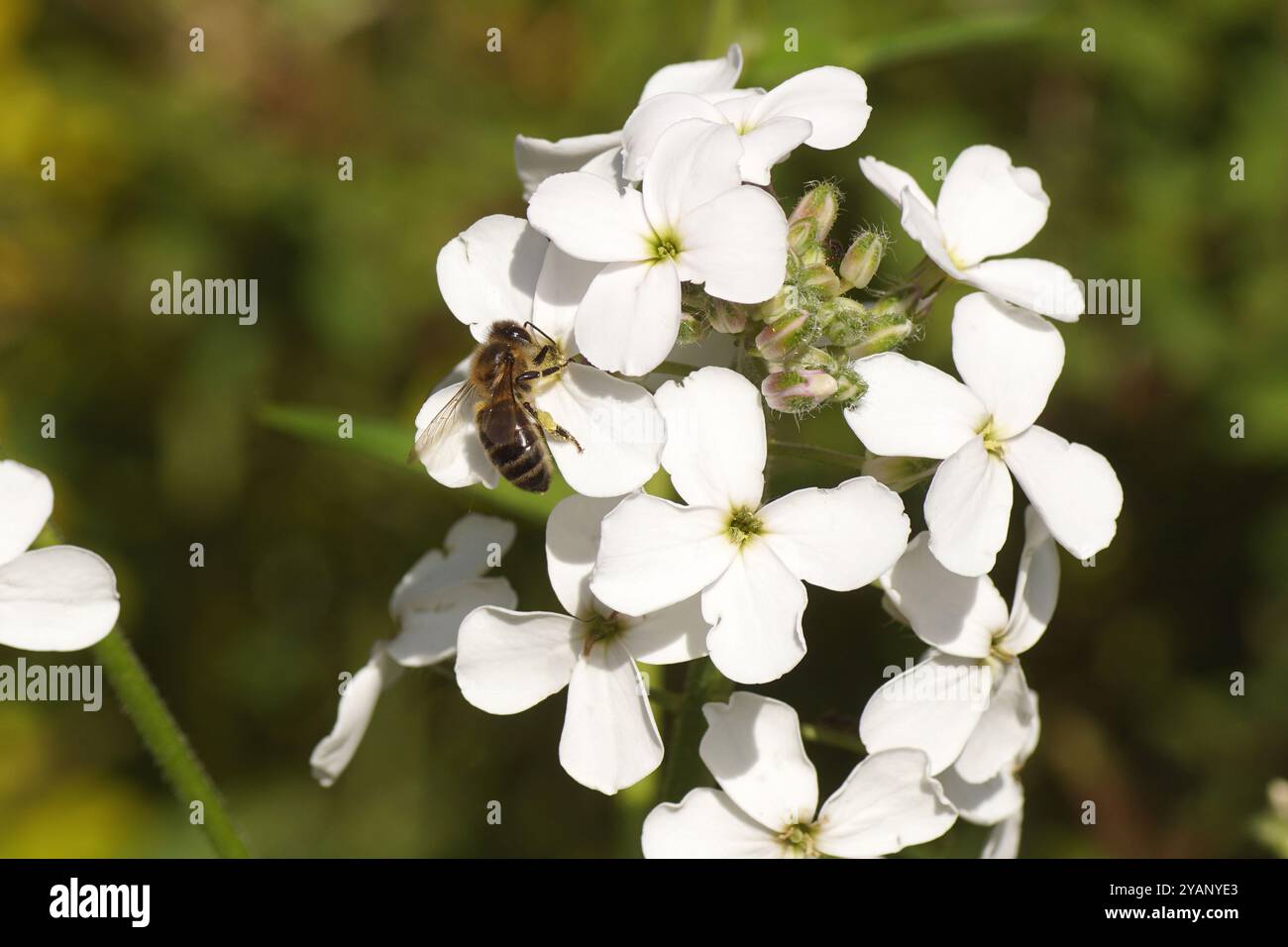 Api mellifere occidentali, api mellifera europea (Apis mellifera) su fiori di razzo di dame (Hesperis matronalis) della famiglia delle Brassicaceae. Molla, Foto Stock