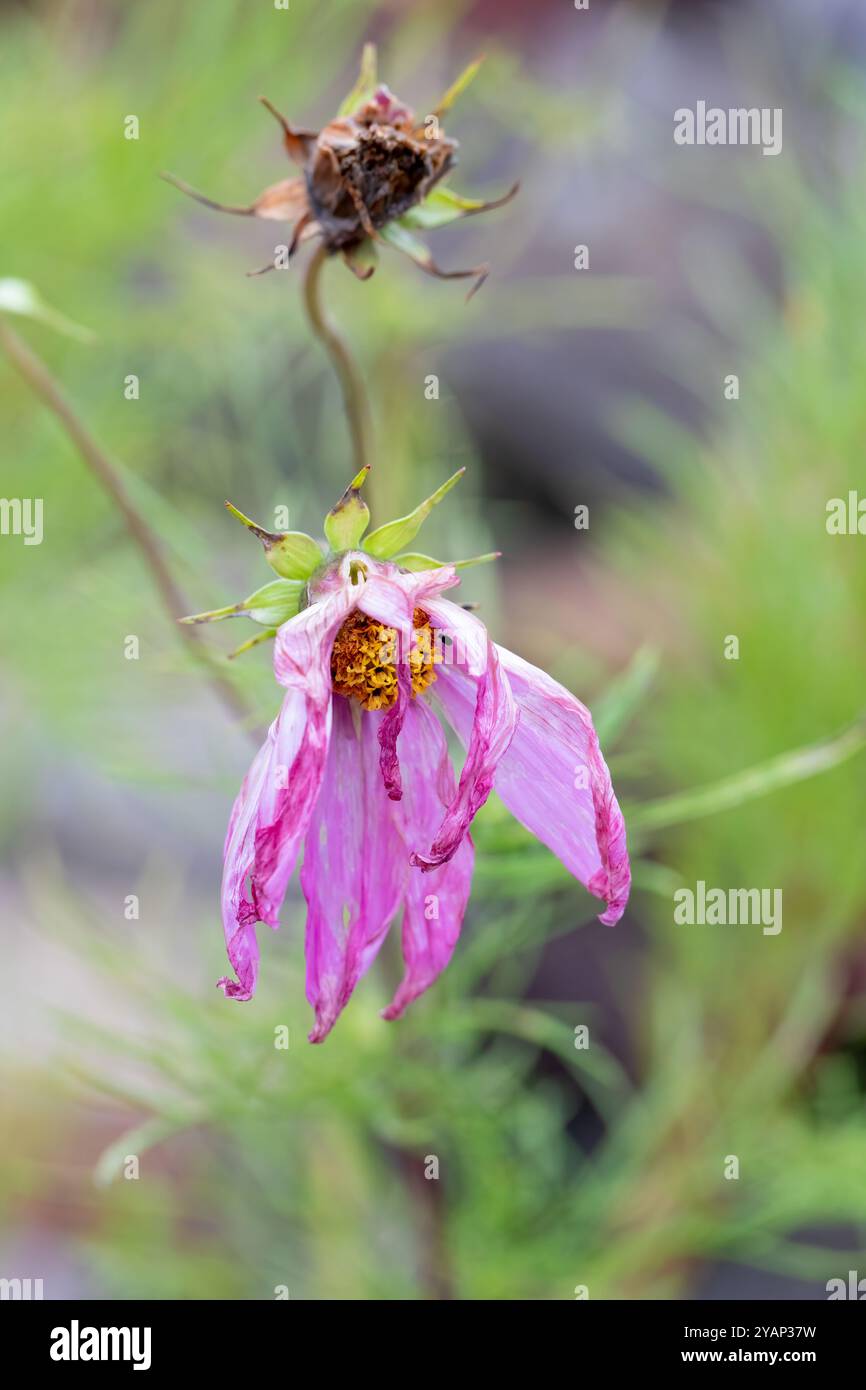 Il fiore Pink Cosmos bipinnatus muore in autunno, Regno Unito Foto Stock