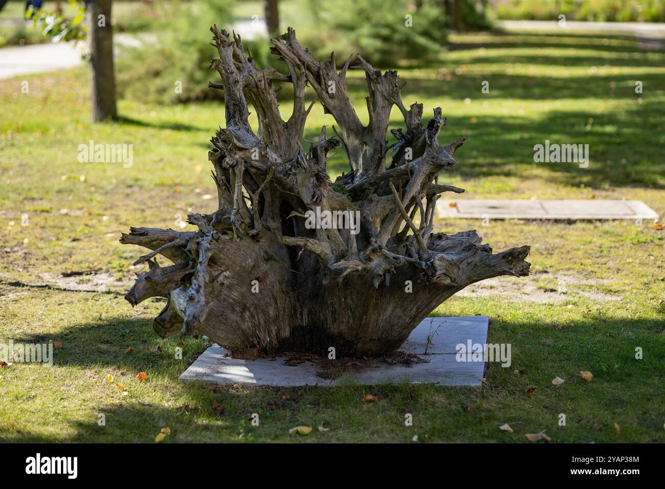 Grande ceppo d'albero con radici esposte in una giornata di sole in un parco verde. Concetto di natura, degrado ambientale e bellezza naturale del paesaggio Foto Stock Grande ceppo d'albero con radici esposte in una giornata di sole in un parco verde. Concetto di natura, degrado ambientale e bellezza naturale del paesaggio Foto Stock